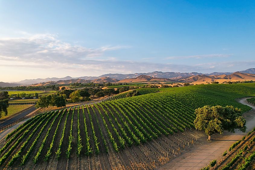 Sprawling vineyards in Los Olivos, California.