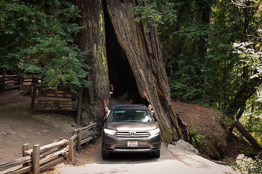 Shrine Drive-Thru Tree