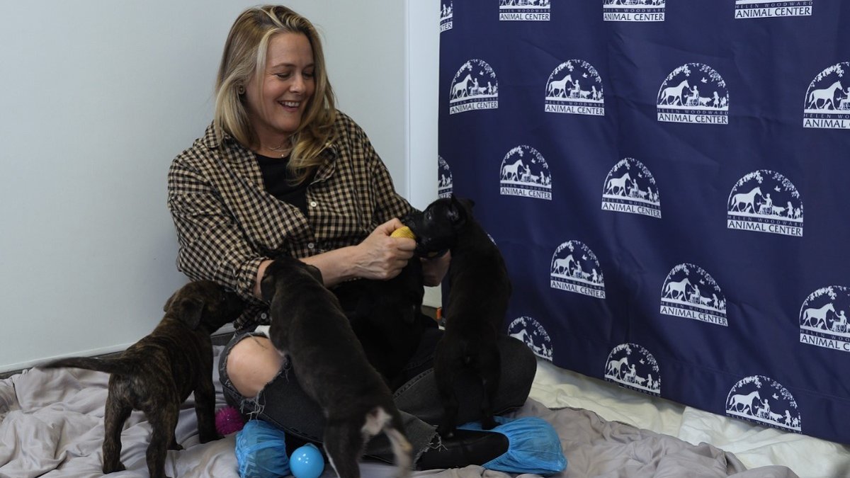 Alicia Silverstone visits dog and puppies she rescued at Helen Woodward Animal Center – NBC 7 San Diego