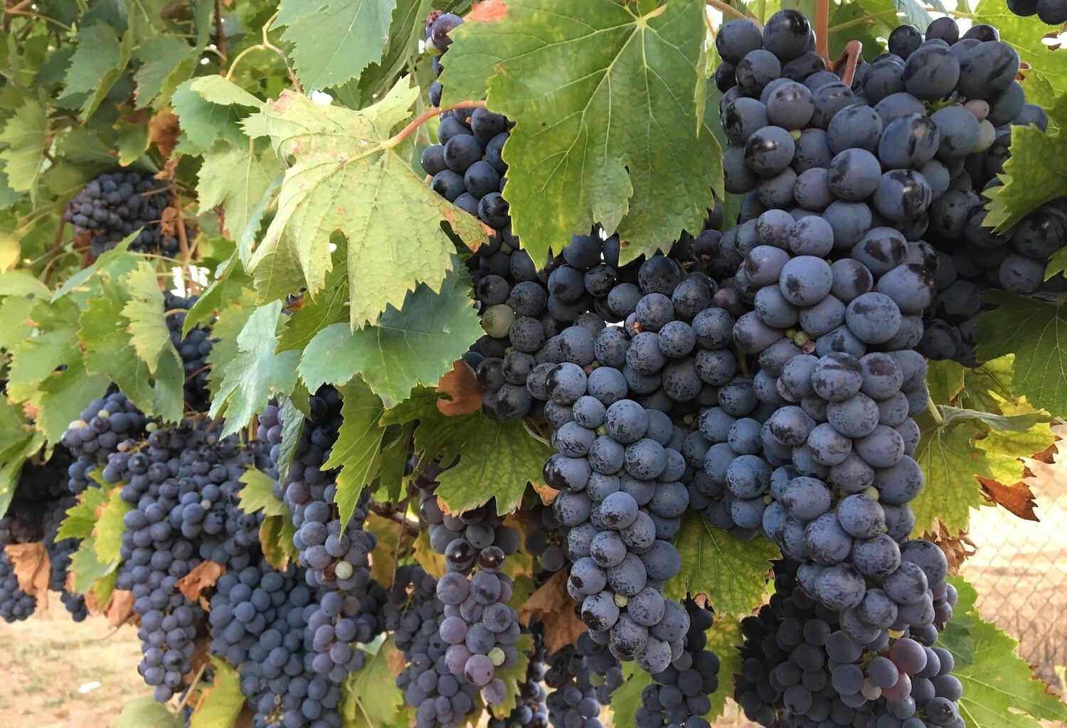 Sky Valley Cellars Aims to Elevate San Diego Wines