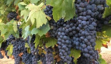 Sky Valley Cellars Aims to Elevate San Diego Wines