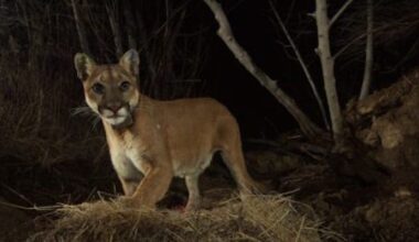 California Fish and Game Commission Lists Mountain Lions as Endangered in Southern California and Central Coast