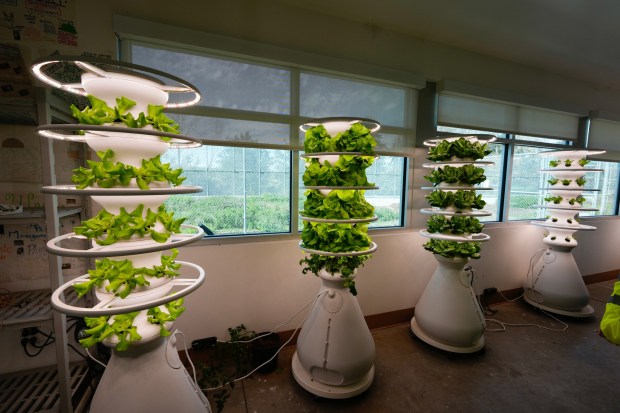 Women at Las Colinas Detention and Reentry Facility learn how to use hydroponic gardens to grow produce. (Nelvin C. Cepeda / The San Diego Union-Tribune)