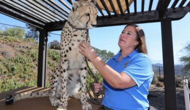 Bonsall animal refuge started with snake, parrot, tortoise, now has more than 100 animals – San Diego Union-Tribune