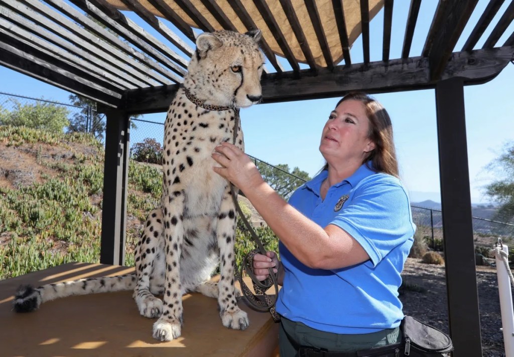 Bonsall animal refuge started with snake, parrot, tortoise, now has more than 100 animals – San Diego Union-Tribune