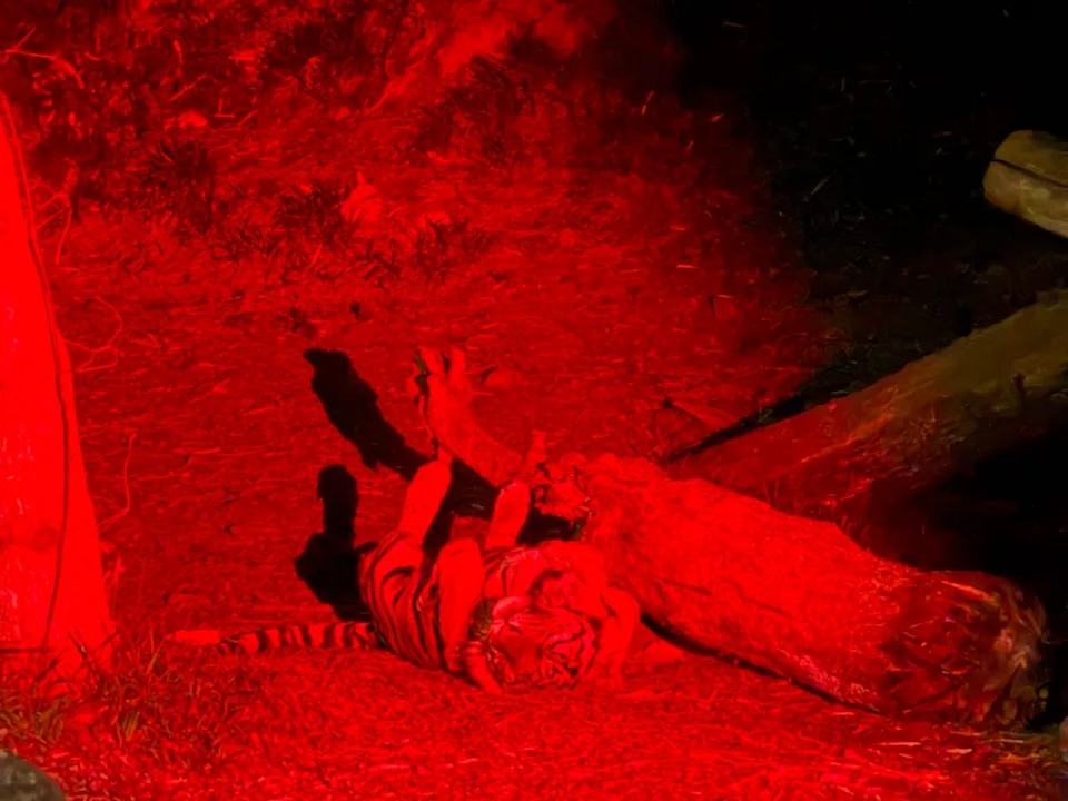 A tiger at the Safari Park