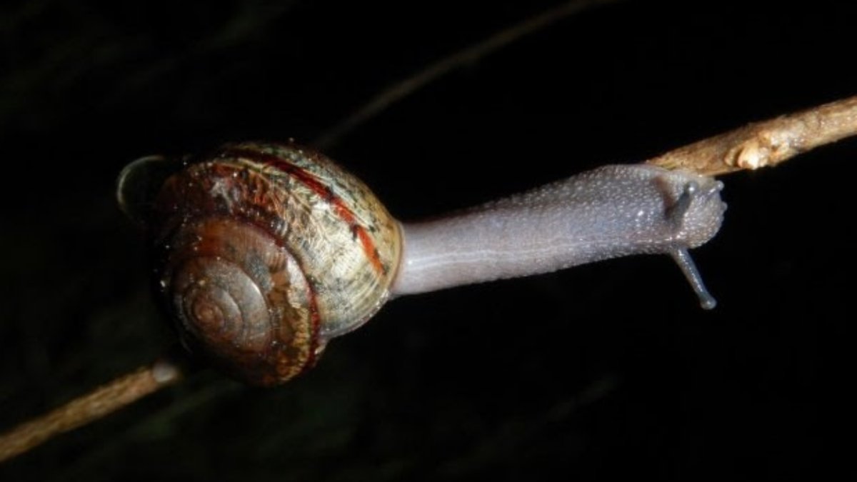 The ‘SNERCH’ for snails begins, and SoCal’s nature lovers can participate – NBC Los Angeles