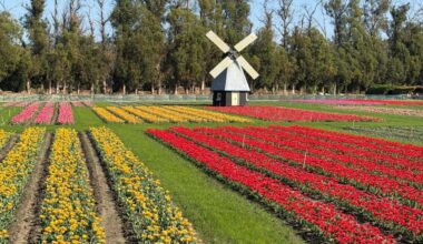 Pick tulips — yes, in February — at Underwood Family Farms – NBC Los Angeles