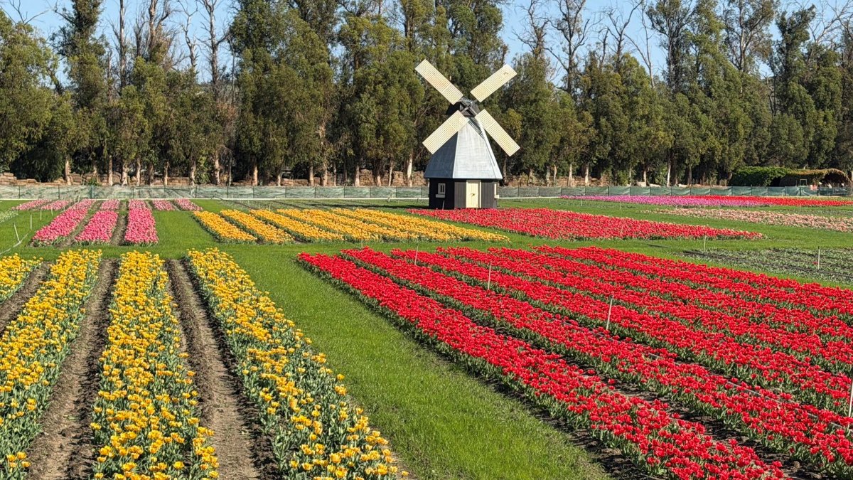 Pick tulips — yes, in February — at Underwood Family Farms – NBC Los Angeles