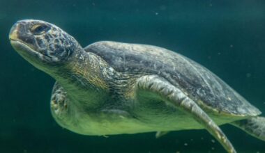 Aquarium of the Pacific opens new sea turtle rehabilitation area