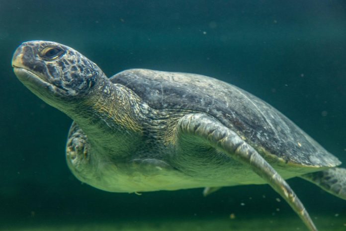 Aquarium of the Pacific opens new sea turtle rehabilitation area