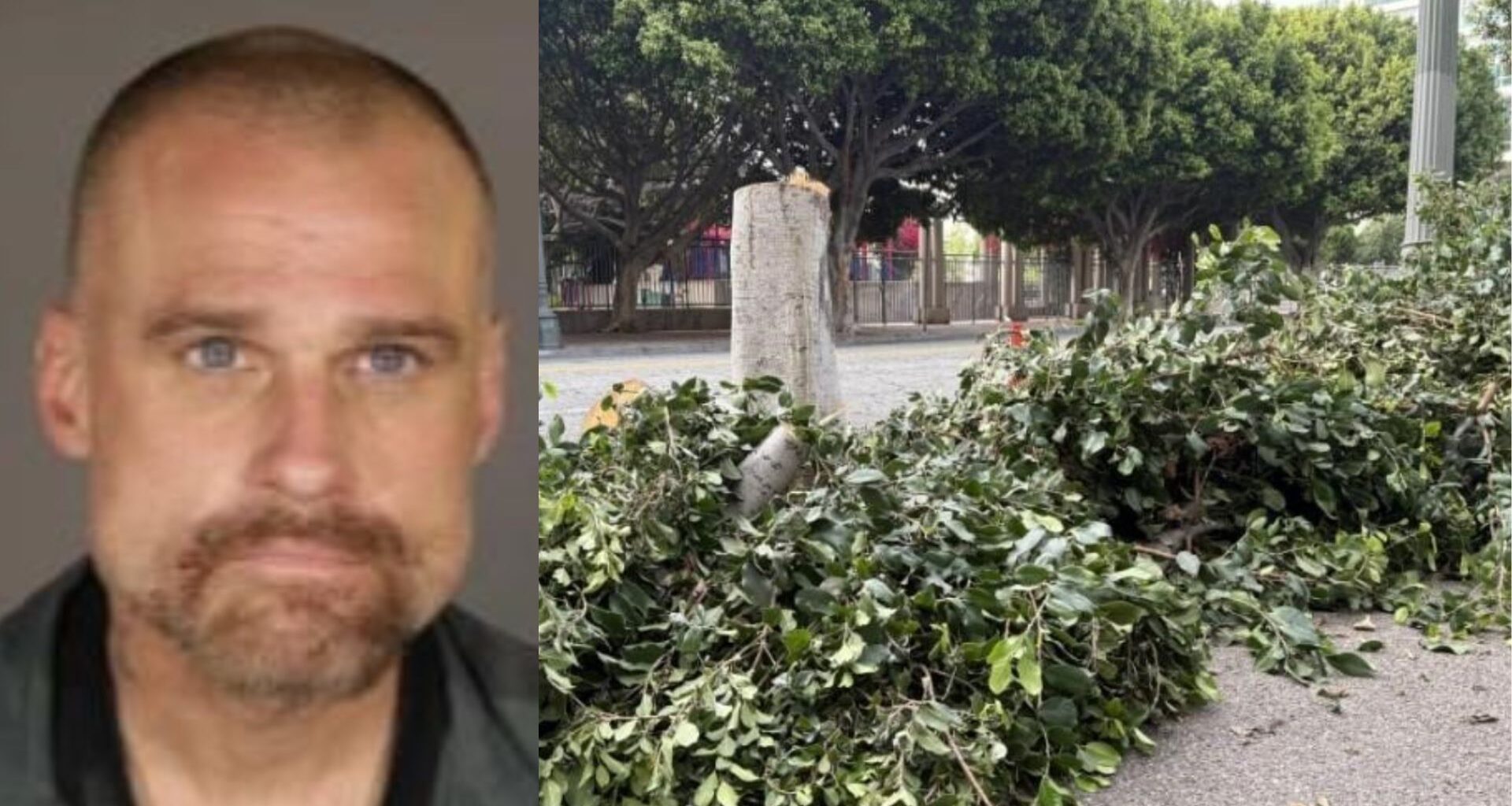 'Chainsaw arborist' sentenced for destroying downtown LA trees