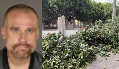'Chainsaw arborist' sentenced for destroying downtown LA trees