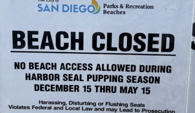 2026's first seal pup born