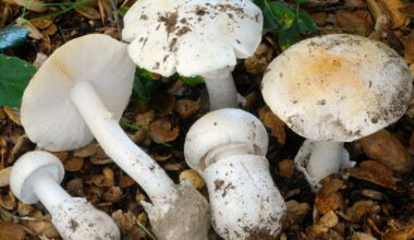 4 deaths reported due to toxic mushrooms found in California