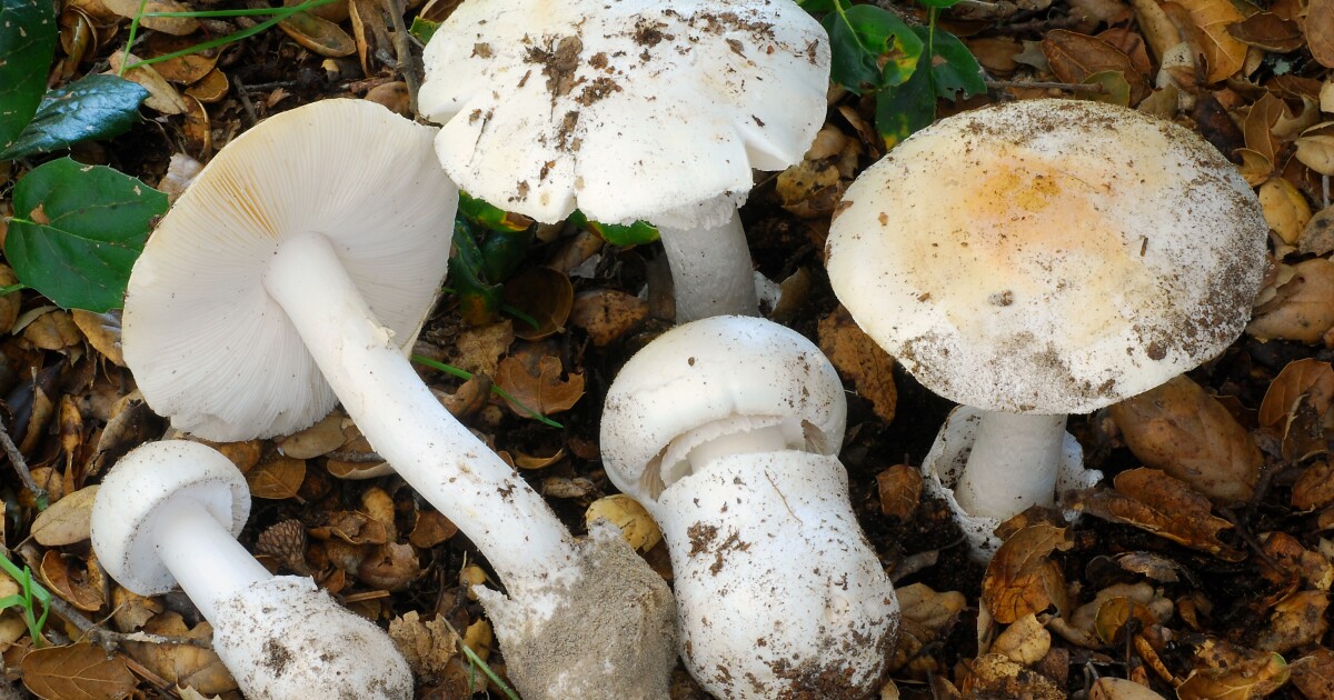 4 deaths reported due to toxic mushrooms found in California