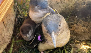 Birch Aquarium celebrates first Little Blue Penguin chick reared by parents