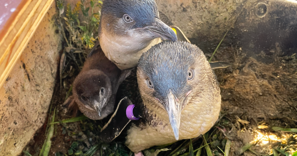 Birch Aquarium celebrates first Little Blue Penguin chick reared by parents