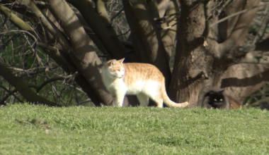 Stray cat feeding ban sparks outrage at board meeting