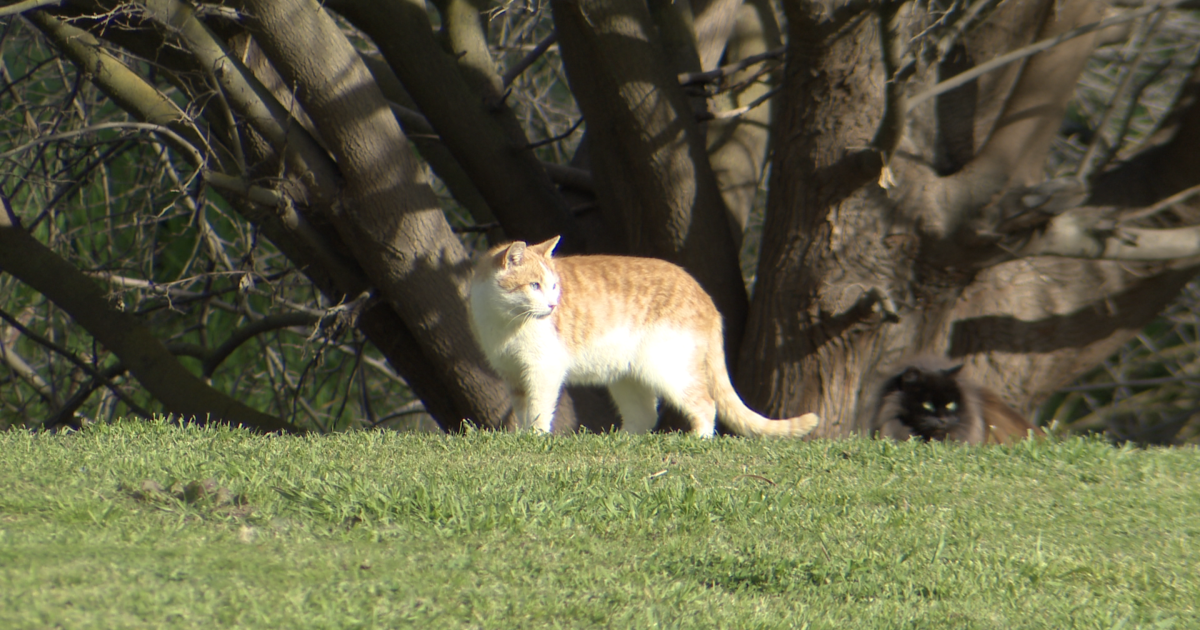 Stray cat feeding ban sparks outrage at board meeting