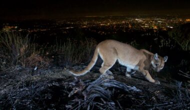 California grants threatened status to mountain lions, including Central Coast populations