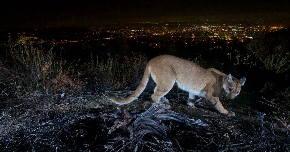 California grants threatened status to mountain lions, including Central Coast populations