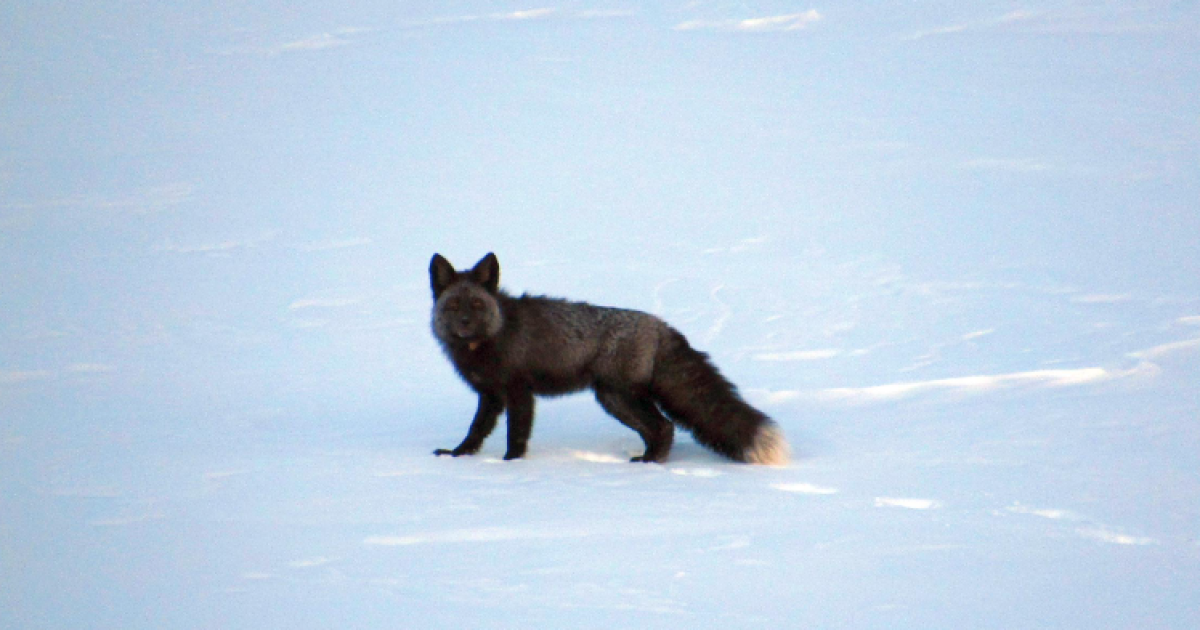 California is GPS tracking a Sierra Nevada red fox for the first time. Why this is a big deal