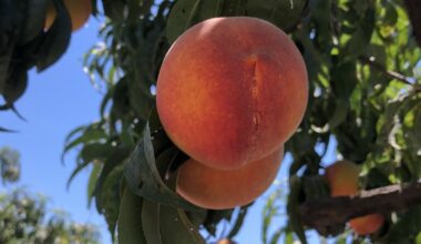 Adopt an heirloom peach tree at this Fresno County farm. Just have a plan for 250 pounds of fruit