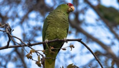 Scientists want to know about the birds in your backyard, even common ones. Here's how to help
