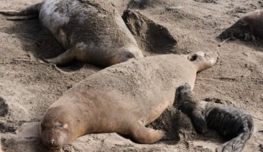 Researchers confirm bird flu outbreak in elephant seals at California breeding ground