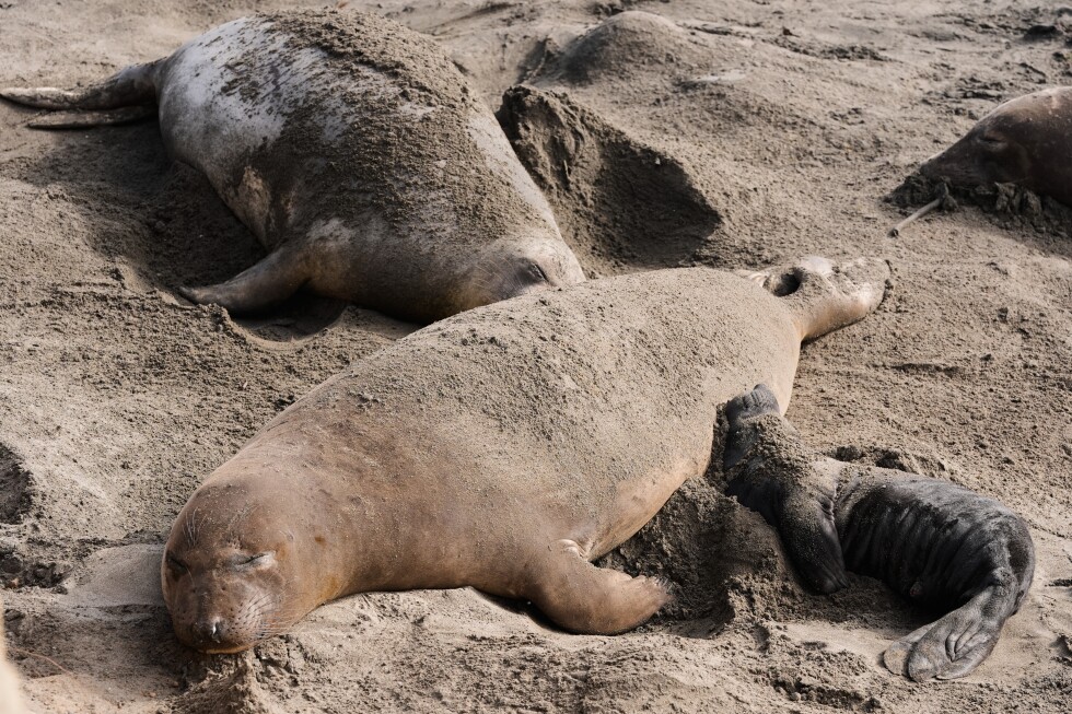 Researchers confirm bird flu outbreak in elephant seals at California breeding ground
