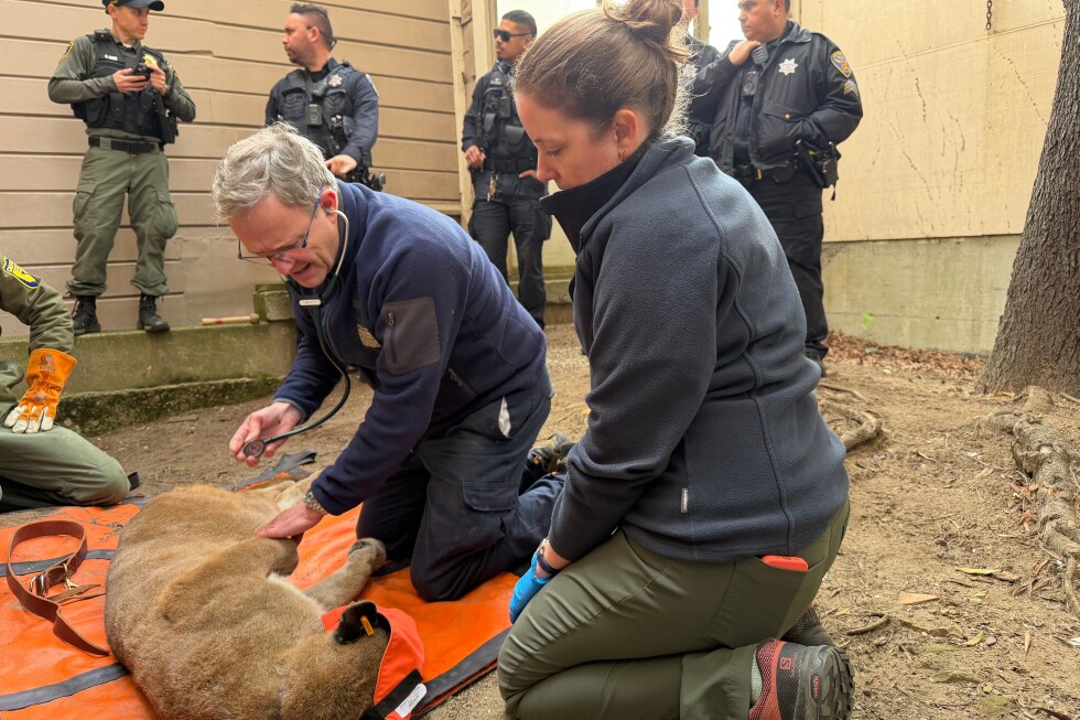 California mountain lions are now considered ‘threatened,’ but only in certain regions