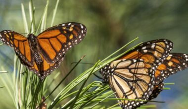 Monarch butterfly populations are at historic lows across West Coast