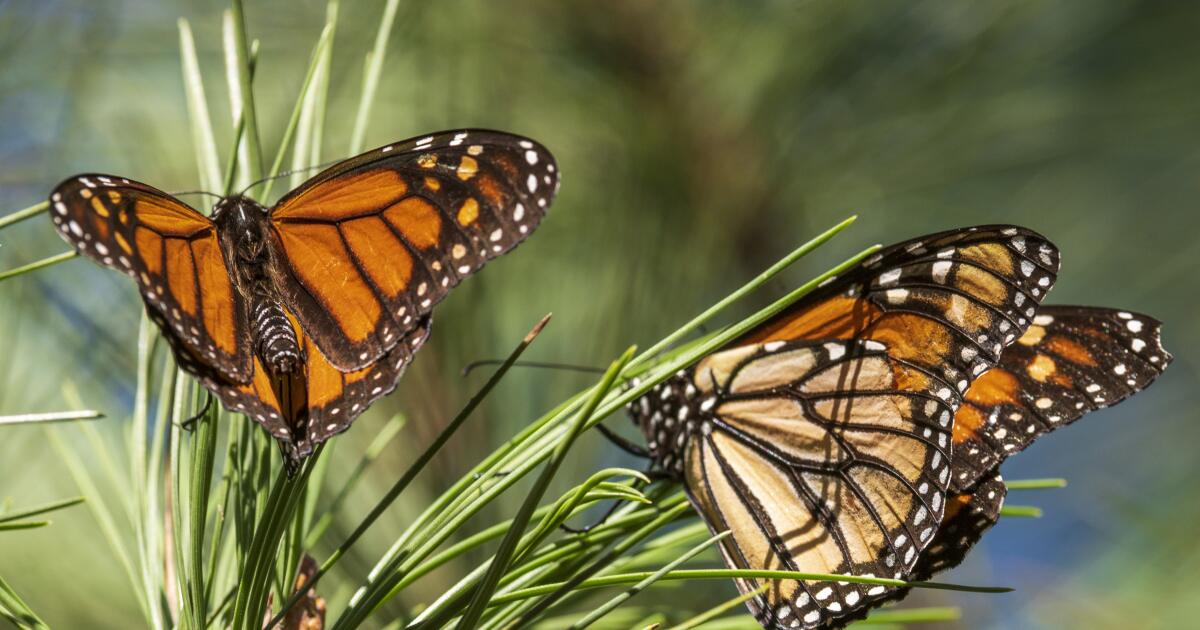 Monarch butterfly populations are at historic lows across West Coast
