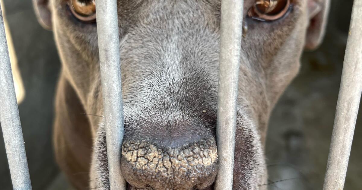 Letters to the Editor: With proper intervention, dog aggression doesn’t ‘always’ escalate