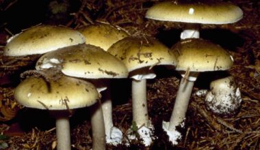 California mushroom poisonings are on the rise. Here's what's being done to curb exposure