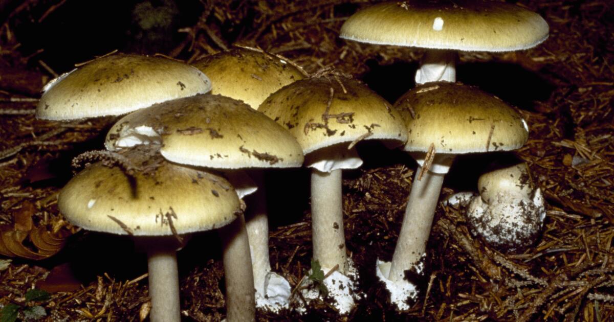 California mushroom poisonings are on the rise. Here's what's being done to curb exposure