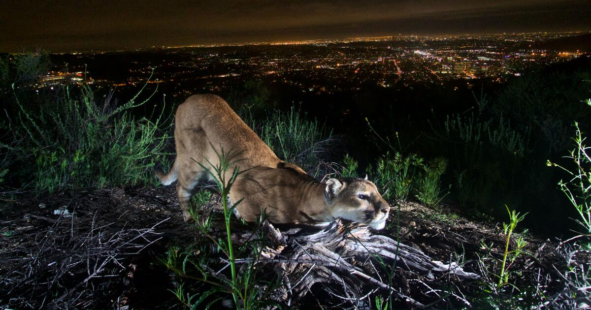 SoCal, Central Coast mountains lions now listed as threatened