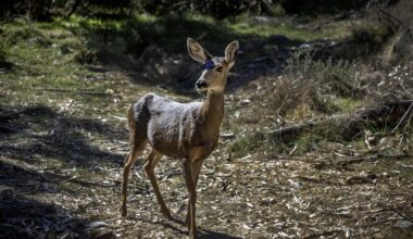 All of Catalina's deer will be killed to restore the island ecosystem