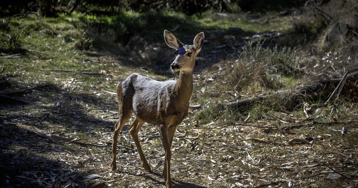 All of Catalina's deer will be killed to restore the island ecosystem