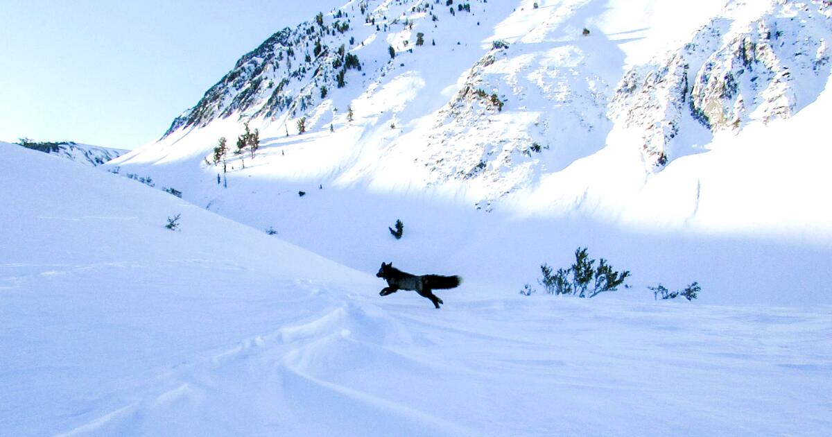 Sleek, lithe and extremely rare: This elusive California fox has finally been GPS-collared