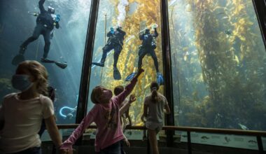 Contributor: The planet's other forest crisis