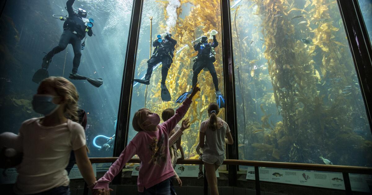 Contributor: The planet's other forest crisis