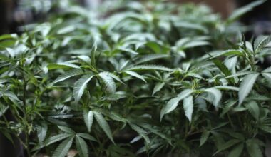 Records show how retail cannabis imploded in Anaheim amid FBI probe