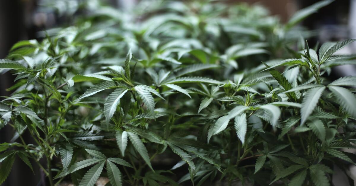 Records show how retail cannabis imploded in Anaheim amid FBI probe