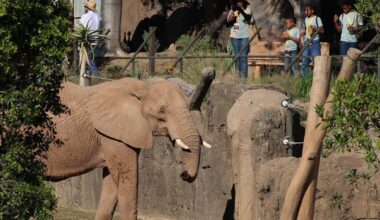 A first look at Elephant Valley inside San Diego Zoo Safari Park