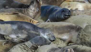 H5N1 bird flu found in California elephant seals for the first time
