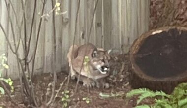 Mountain lion spotted in Northern California days after another captured