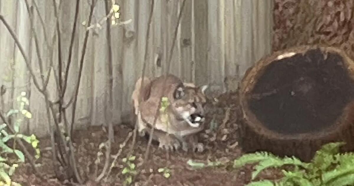 Mountain lion spotted in Northern California days after another captured