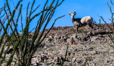 Rare sheep are U.S.-Mexico border crossers, but they're hitting a sharp new obstacle